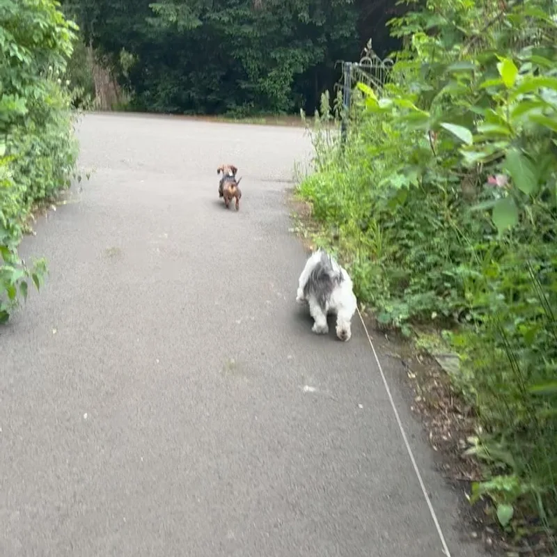 Ellie Walks Dogs Liverpool at work