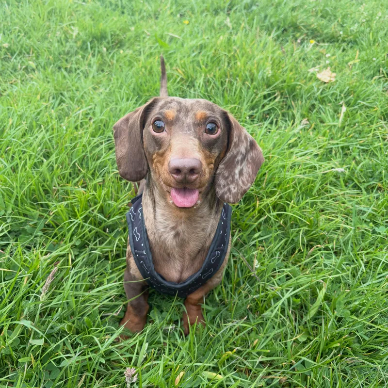 Ellie Walks Dogs Liverpool at work