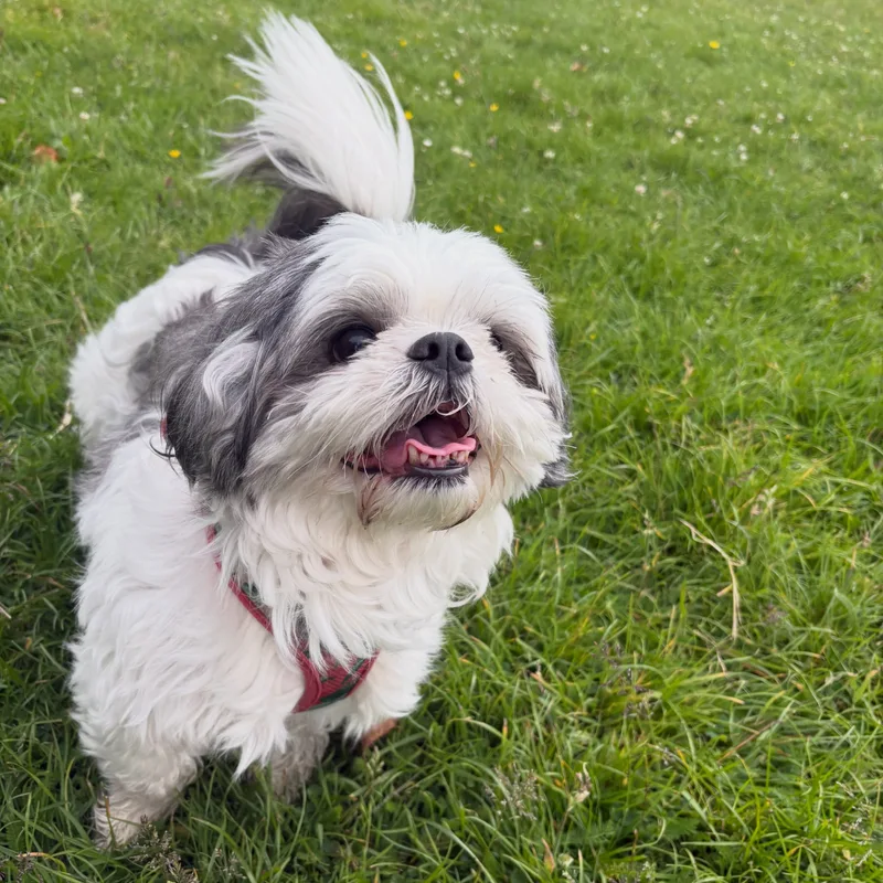 Ellie Walks Dogs Liverpool at work